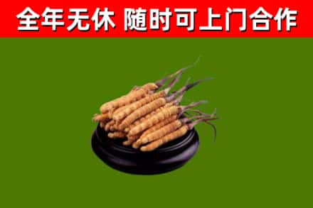 昌吉回收冬虫夏草